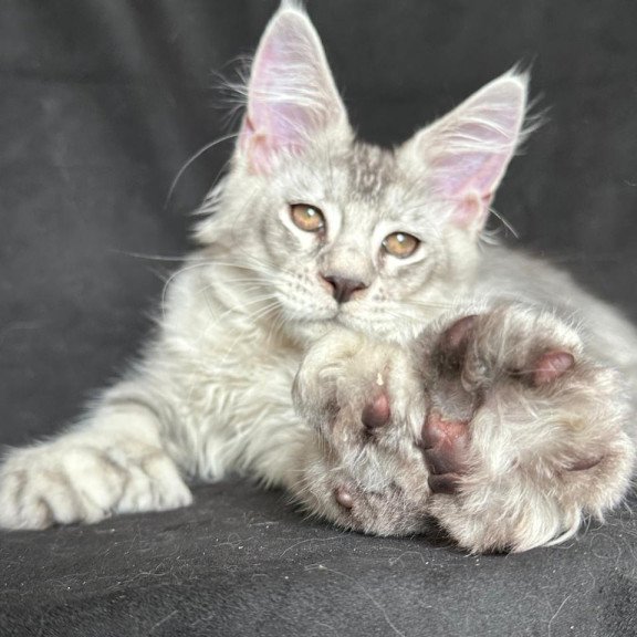 Maine Coon NOV Jet Polydactyl