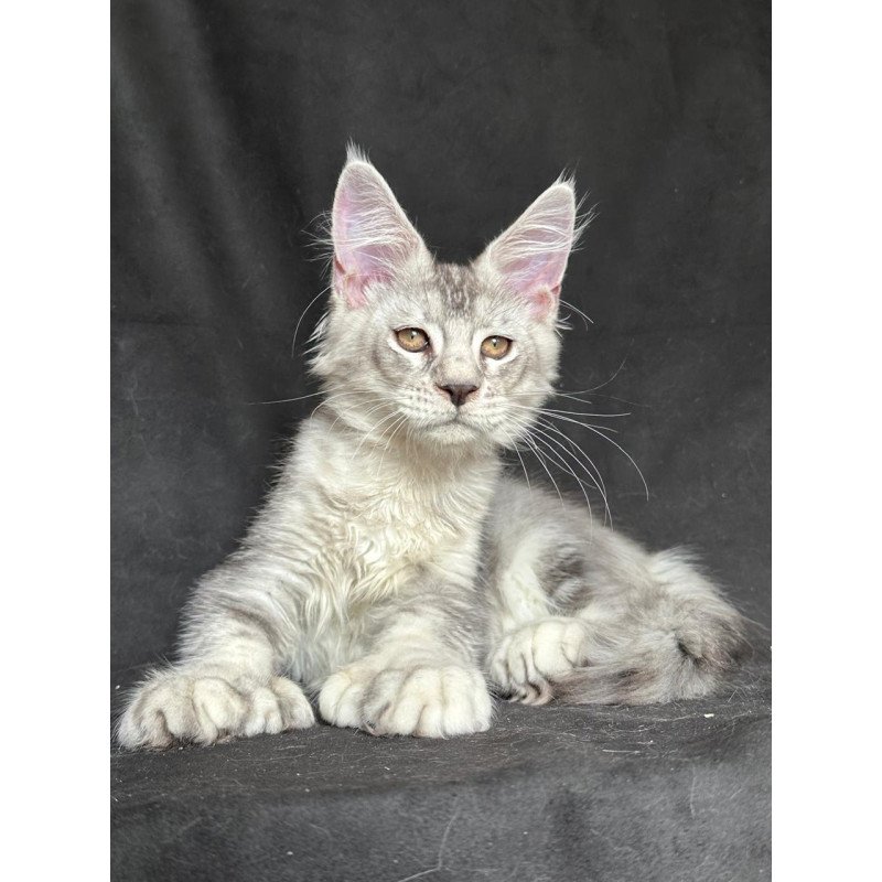 Maine Coon NOV Jet Polydactyl