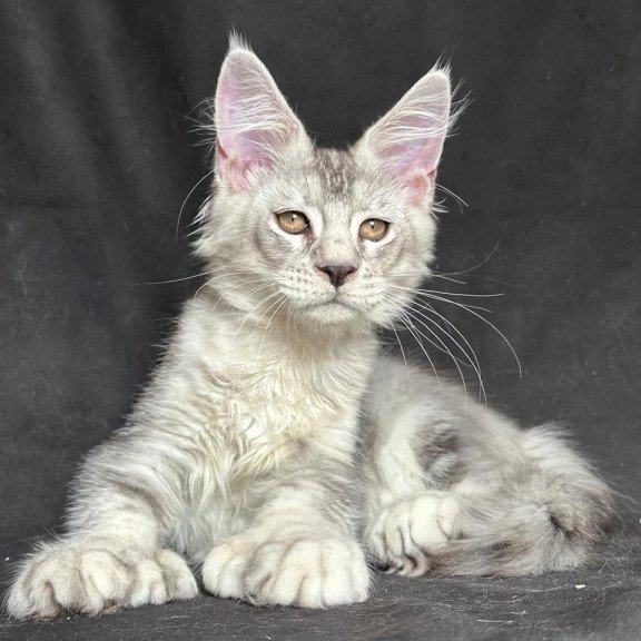 Maine Coon NOV Jet Polydactyl