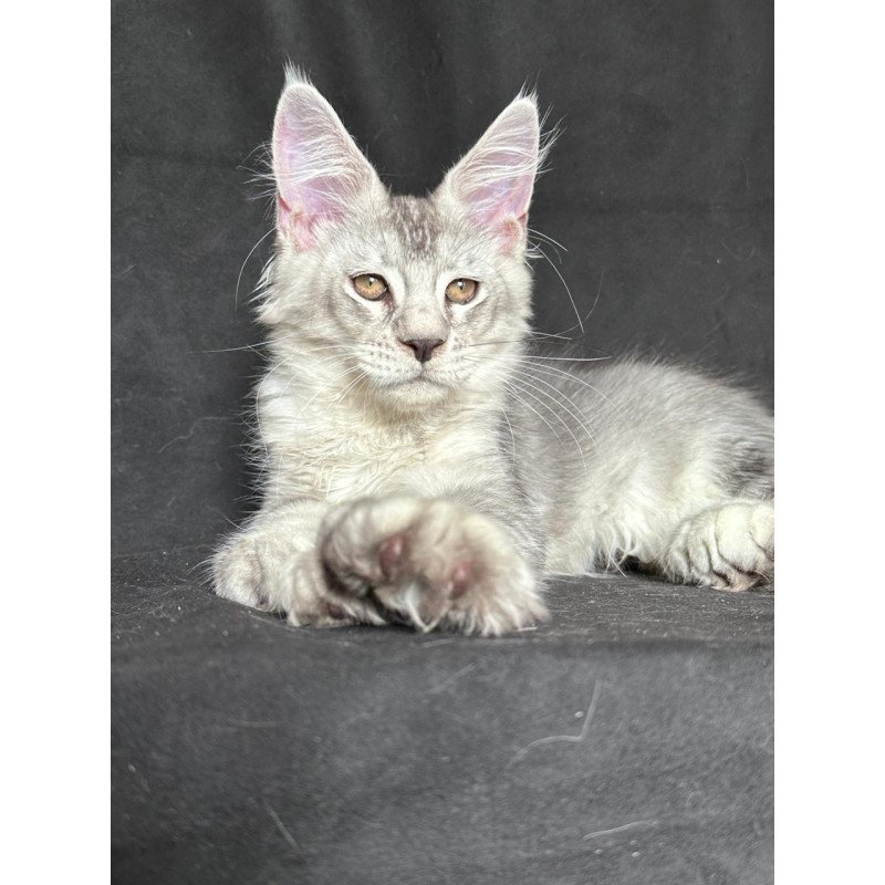 Maine Coon NOV Jet Polydactyl