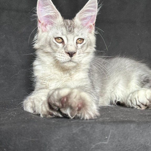 Maine Coon NOV Jet Polydactyl