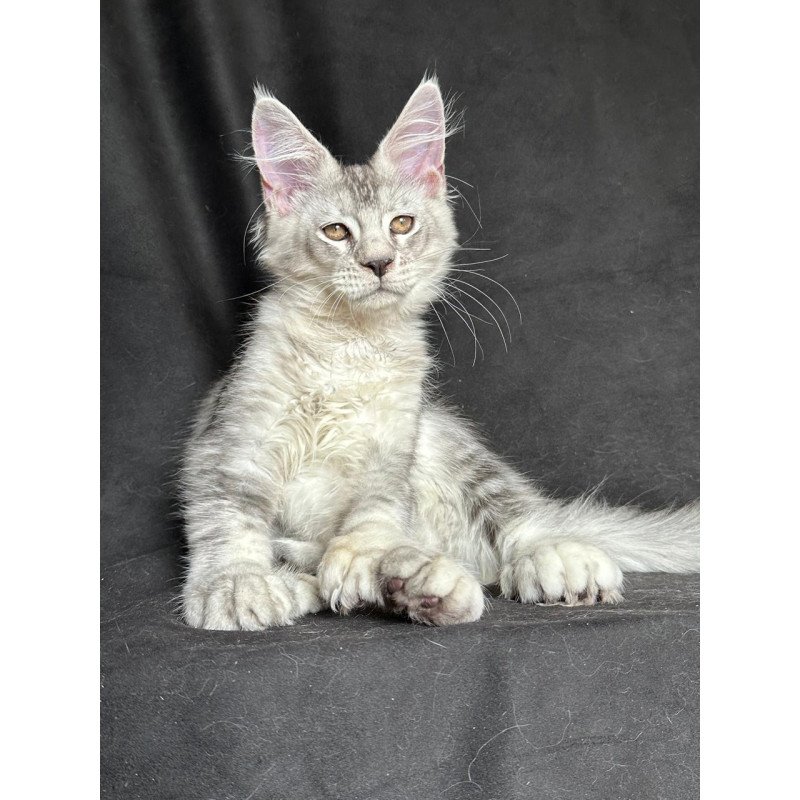 Maine Coon NOV Jet Polydactyl