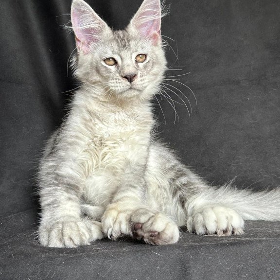 Maine Coon NOV Jet Polydactyl