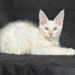 Maine Coon NOV Jumbo