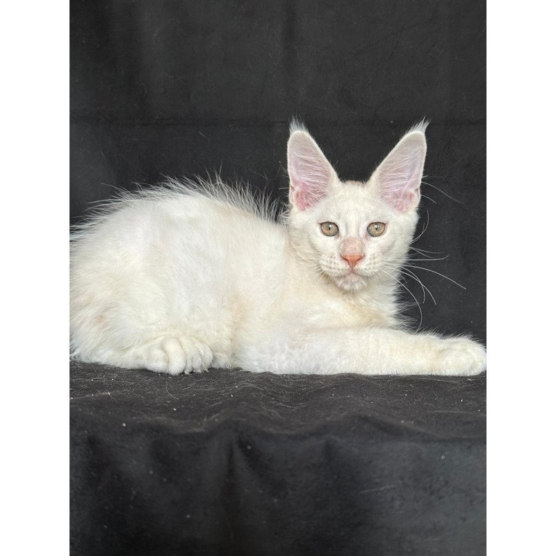 Maine Coon NOV Jumbo