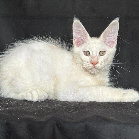 Maine Coon NOV Jumbo