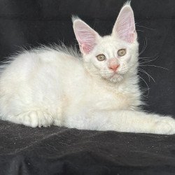 Maine Coon NOV Jumbo
