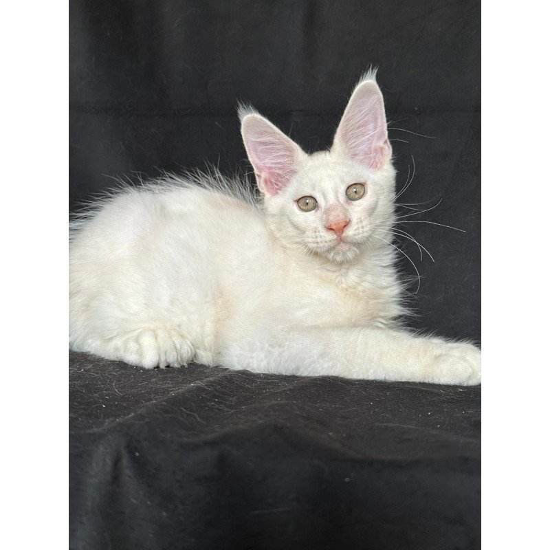 Maine Coon NOV Jumbo