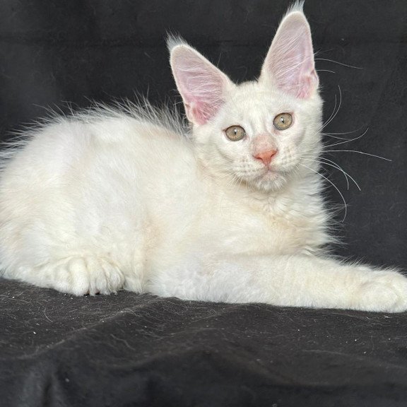 Maine Coon NOV Jumbo
