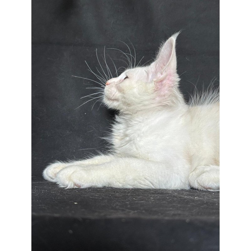Maine Coon NOV Jumbo