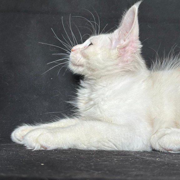 Maine Coon NOV Jumbo
