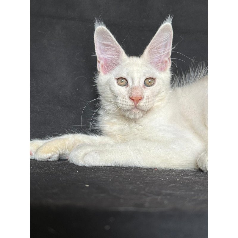 Maine Coon NOV Jumbo