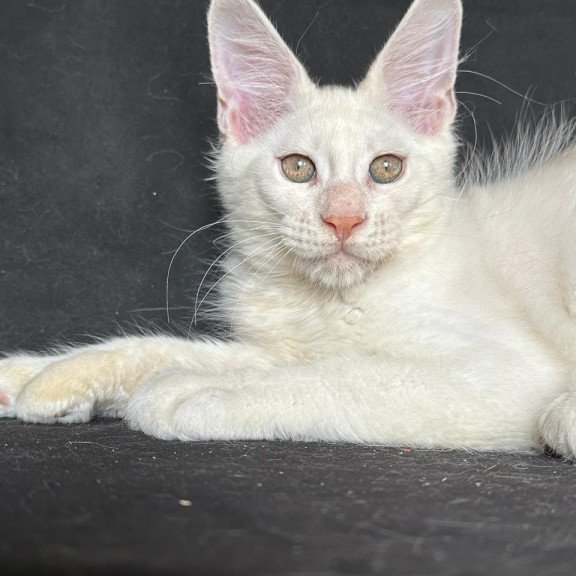 Maine Coon NOV Jumbo