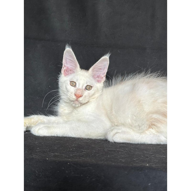 Maine Coon NOV Jumbo