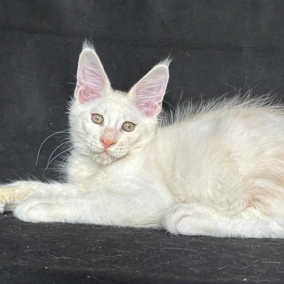 Maine Coon NOV Jumbo