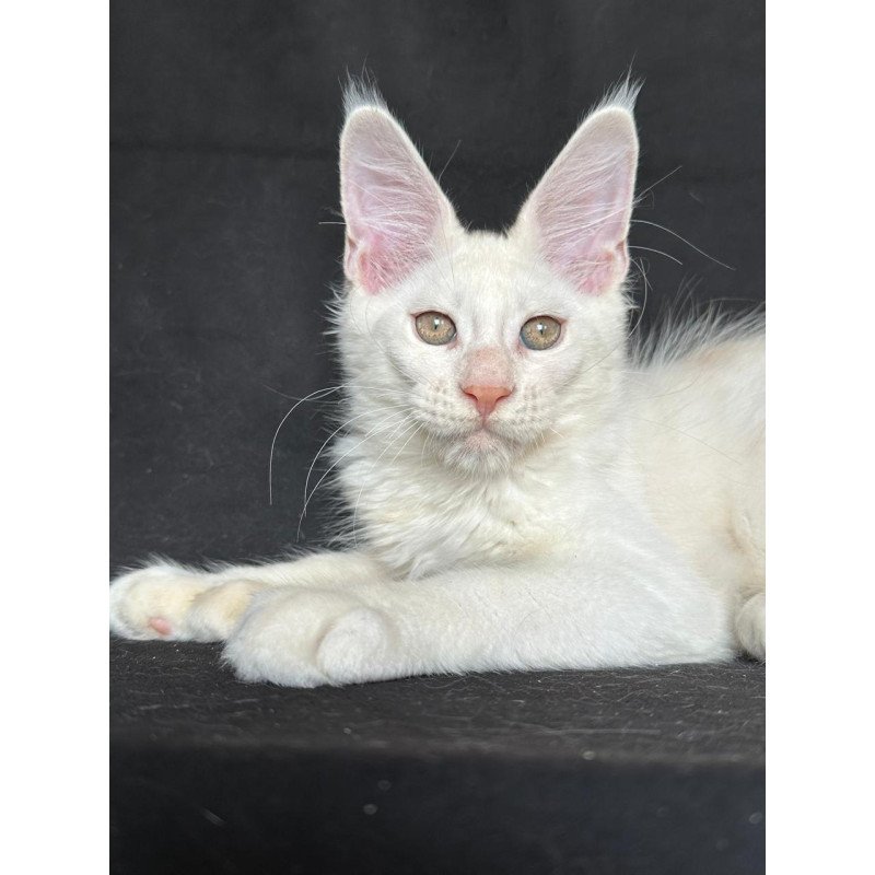 Maine Coon NOV Jumbo