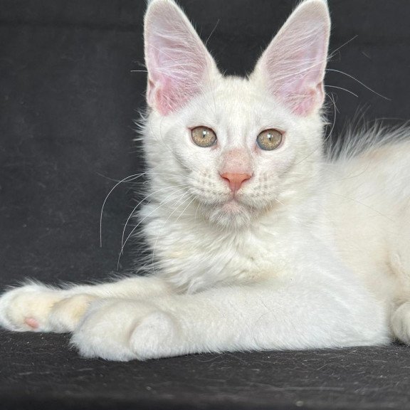 Maine Coon NOV Jumbo