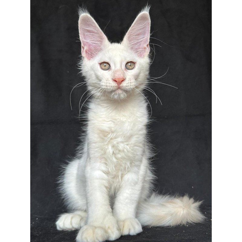 Maine Coon NOV Jumbo