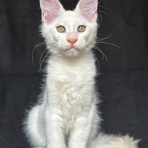 Maine Coon NOV Jumbo
