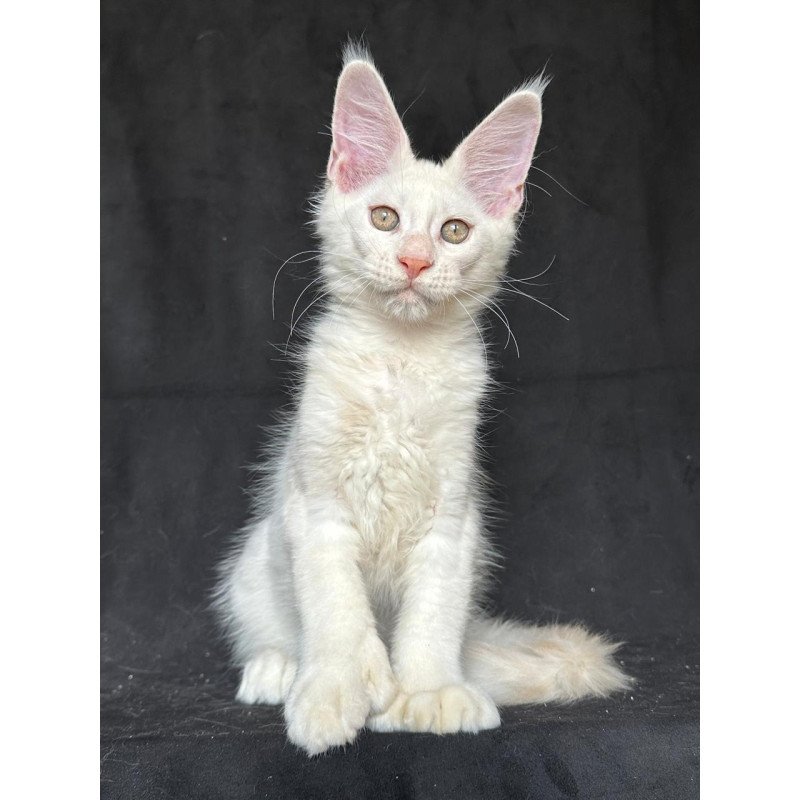 Maine Coon NOV Jumbo