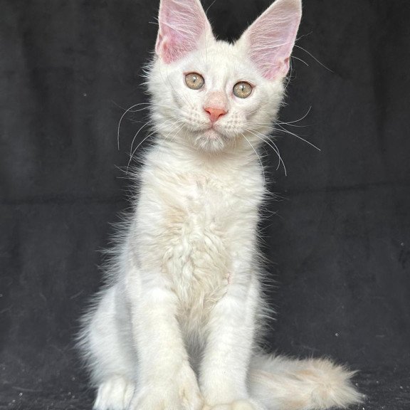 Maine Coon NOV Jumbo