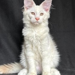 Maine Coon NOV Juno