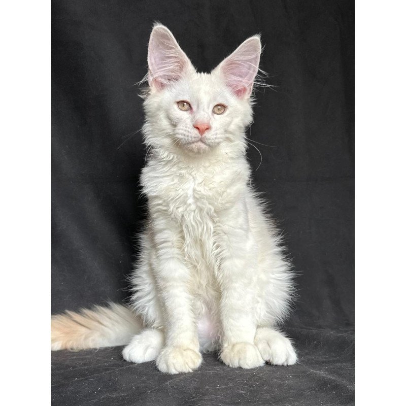 Maine Coon NOV Juno