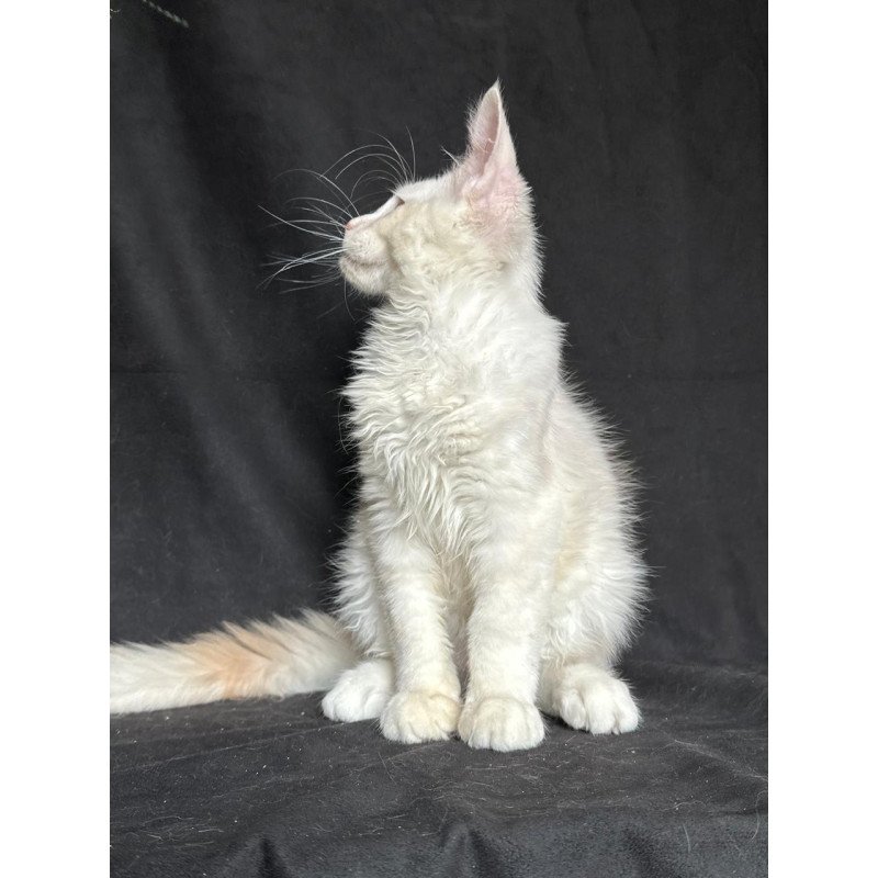 Maine Coon NOV Juno