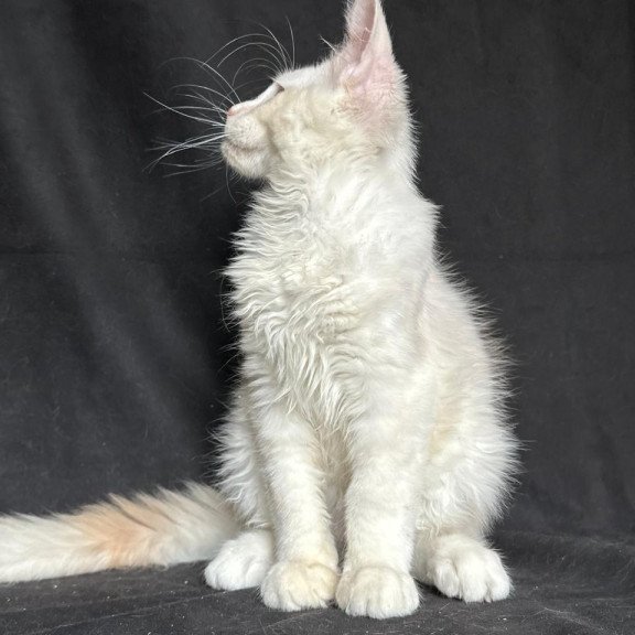 Maine Coon NOV Juno