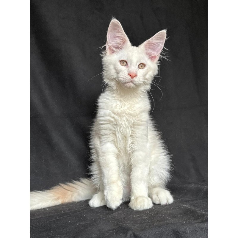 Maine Coon NOV Juno