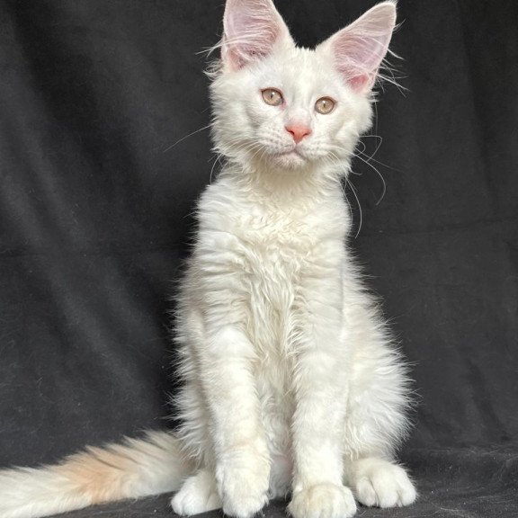 Maine Coon NOV Juno