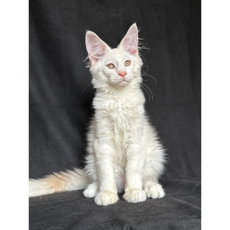 Maine Coon NOV Juno
