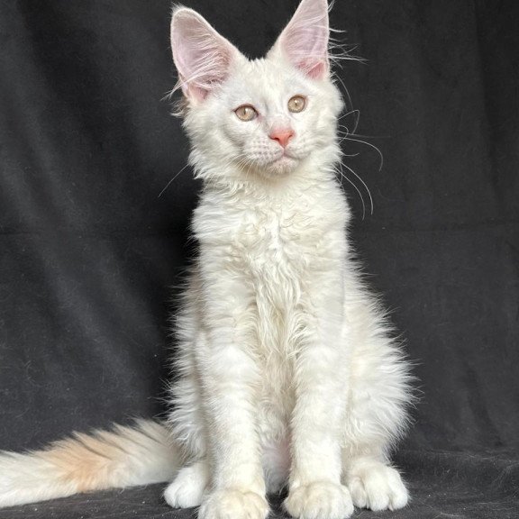 Maine Coon NOV Juno