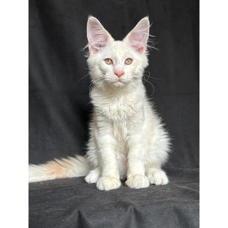 Maine Coon NOV Juno