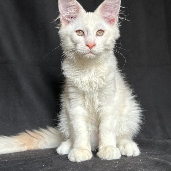 Maine Coon NOV Juno