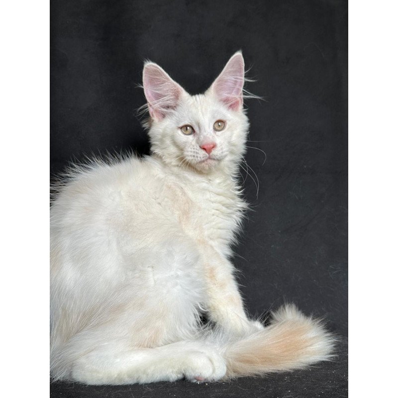 Maine Coon NOV Juno