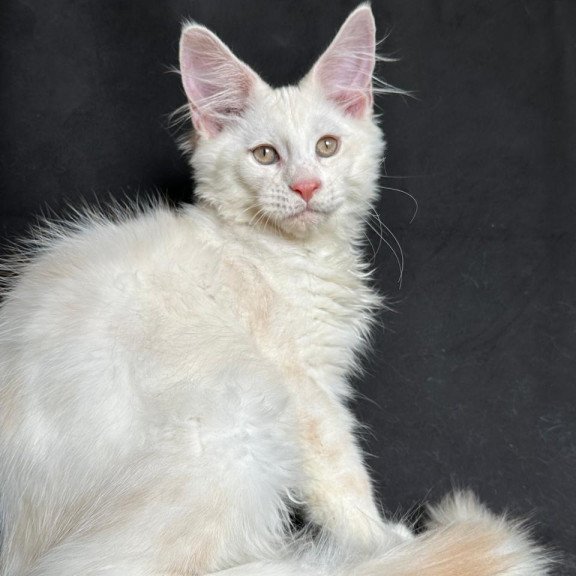 Maine Coon NOV Juno