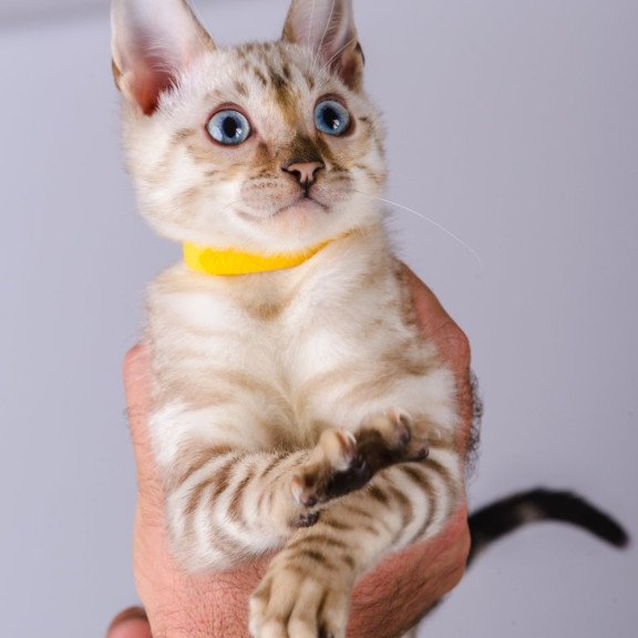 Bengal NOV Walter