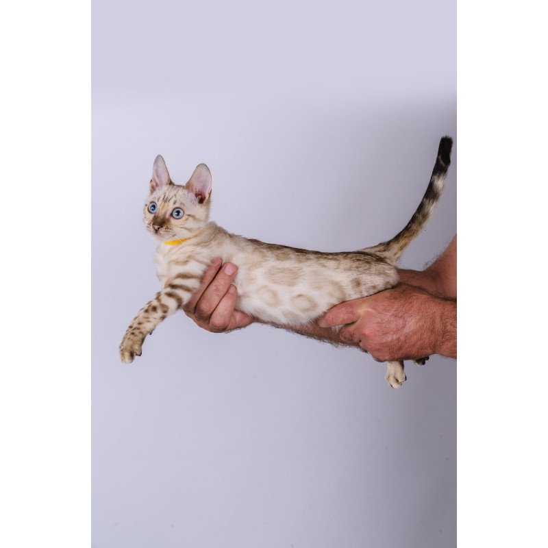 Bengal NOV Walter