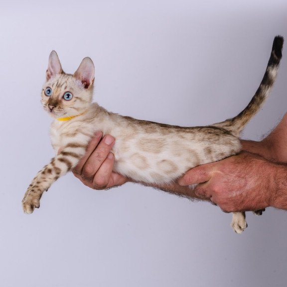 Bengal NOV Walter