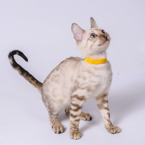 Bengal NOV Walter
