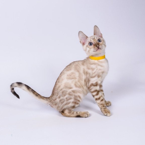 Bengal NOV Walter