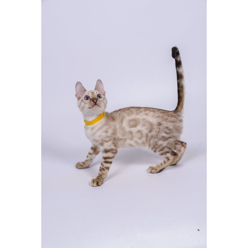 Bengal NOV Walter