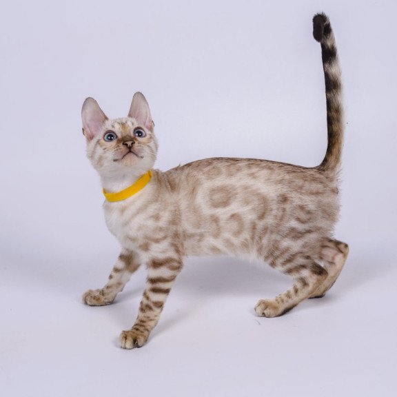 Bengal NOV Walter