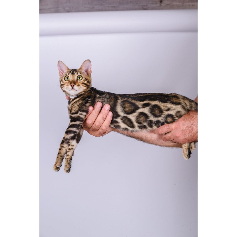 Bengal NOV Vincenzo
