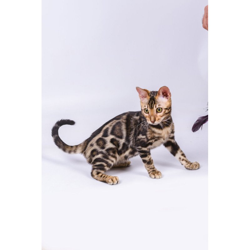 Bengal NOV Vincenzo