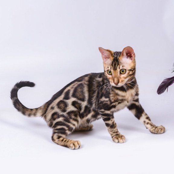 Bengal NOV Vincenzo