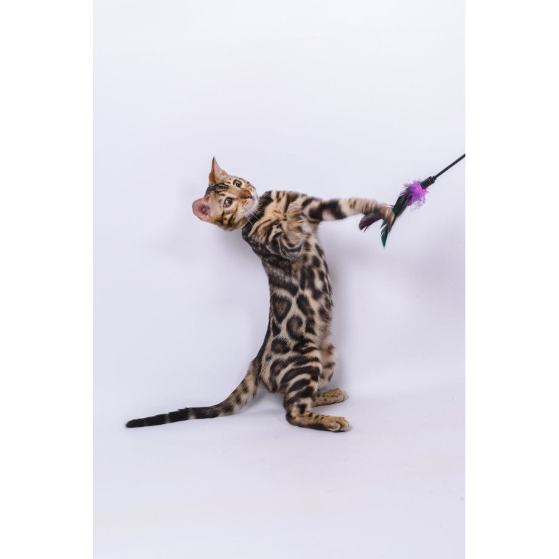 Bengal NOV Vincenzo