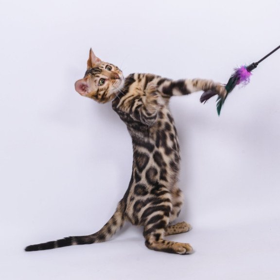 Bengal NOV Vincenzo