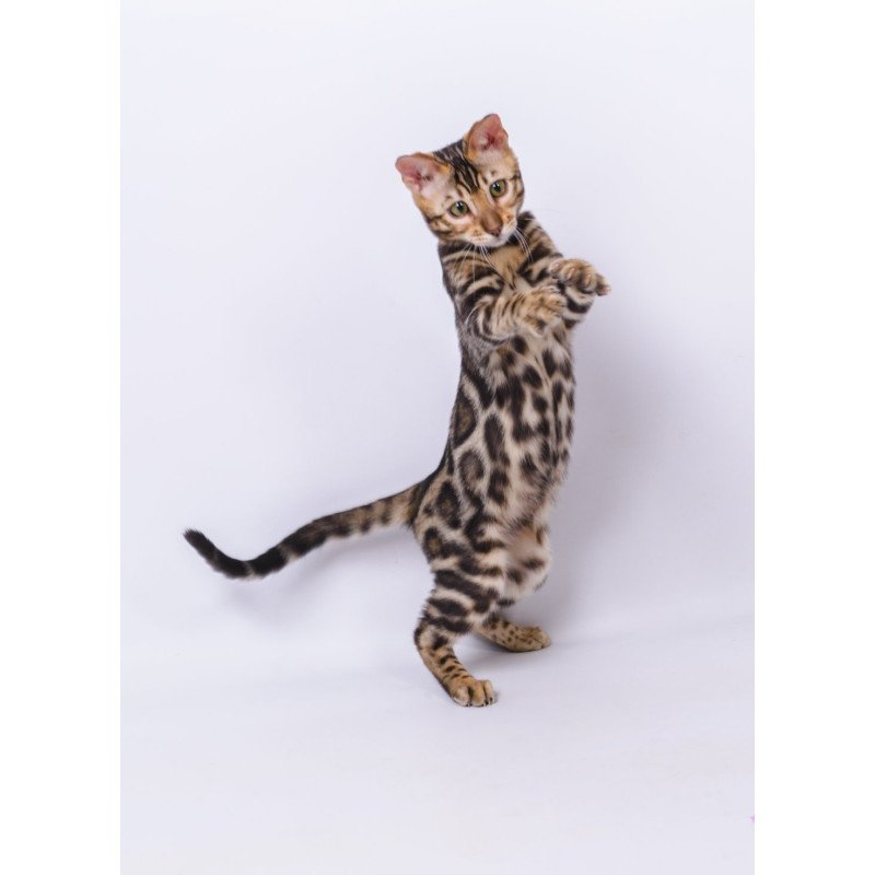Bengal NOV Vincenzo